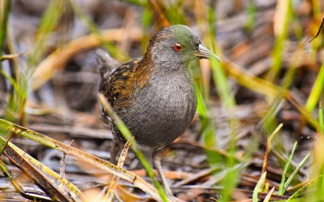 Monitoreo bioacústico detectó presencia de ave no registrada en humedales de Valdivia